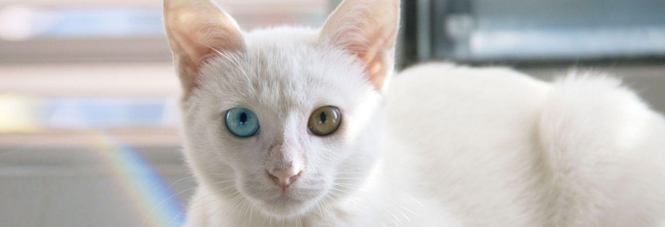 Imagem de um gato com olhos de cores diferentes para ilustrar artigo sobre fenotipo 