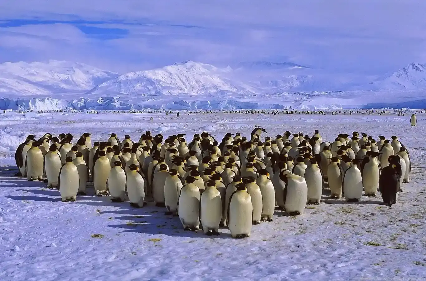 pinguins juntos para ilustrar texto sobre relações alimentares