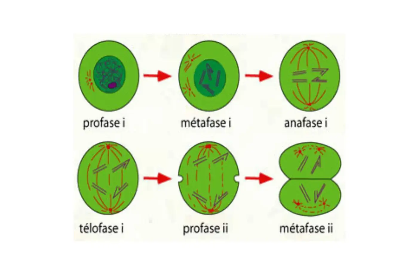 ilustração de todas as fases da meiose