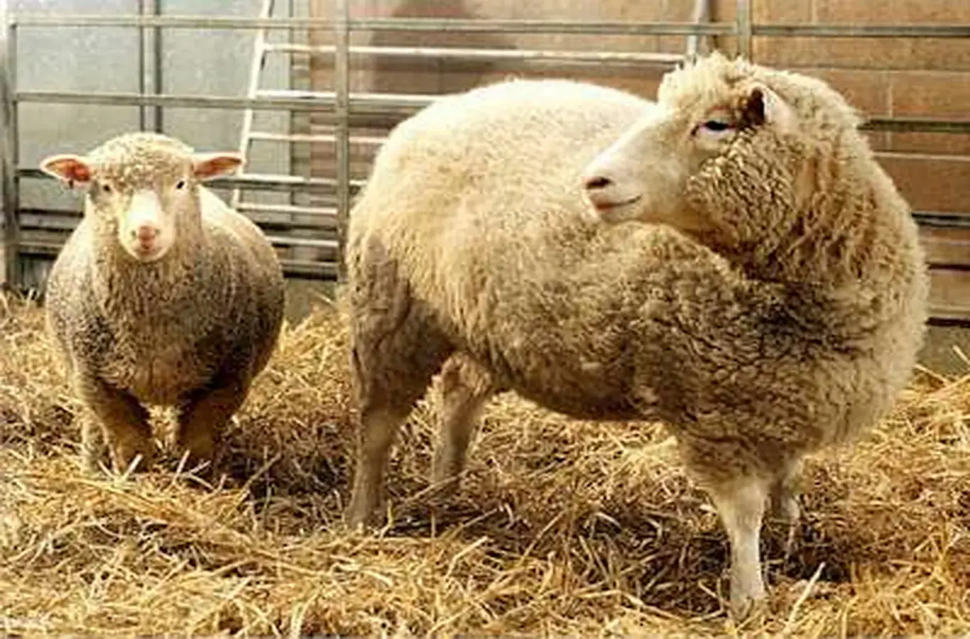 foto da ovelha dolly para ilustrar texto sobre biotecnologia e engenharia genética