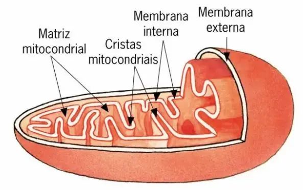 desenho de uma mitocôndria para ilustrar texto sobre respiração celular 