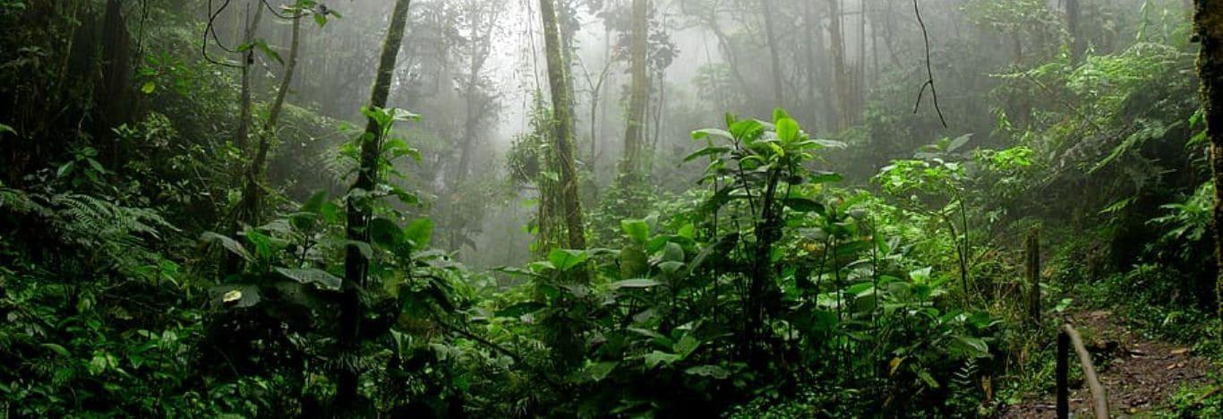 Imagem da amazônia com a floresta bem densa, muitas árvores e plantas.