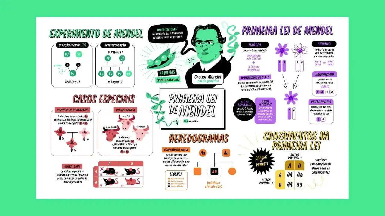 Mapa Mental Primeira Lei de Mendel | Biologia | QQD